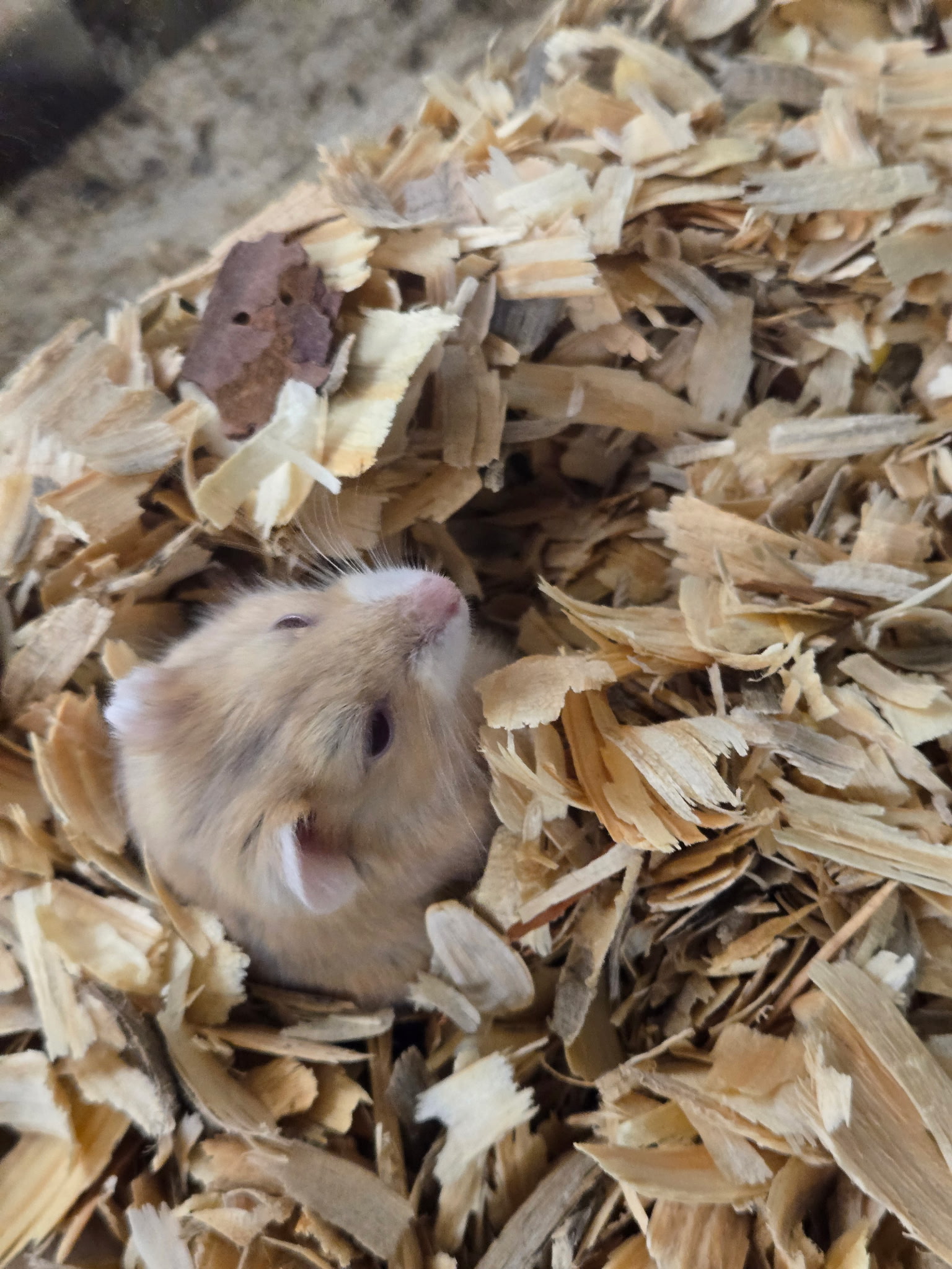Small pets photographed for the Fishland project