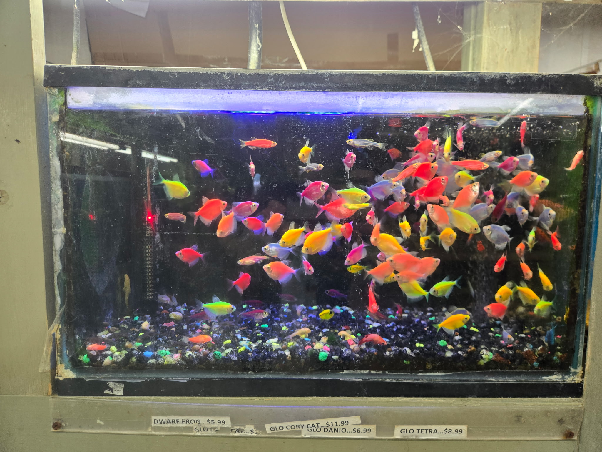 Fish in a Fishland aquarium