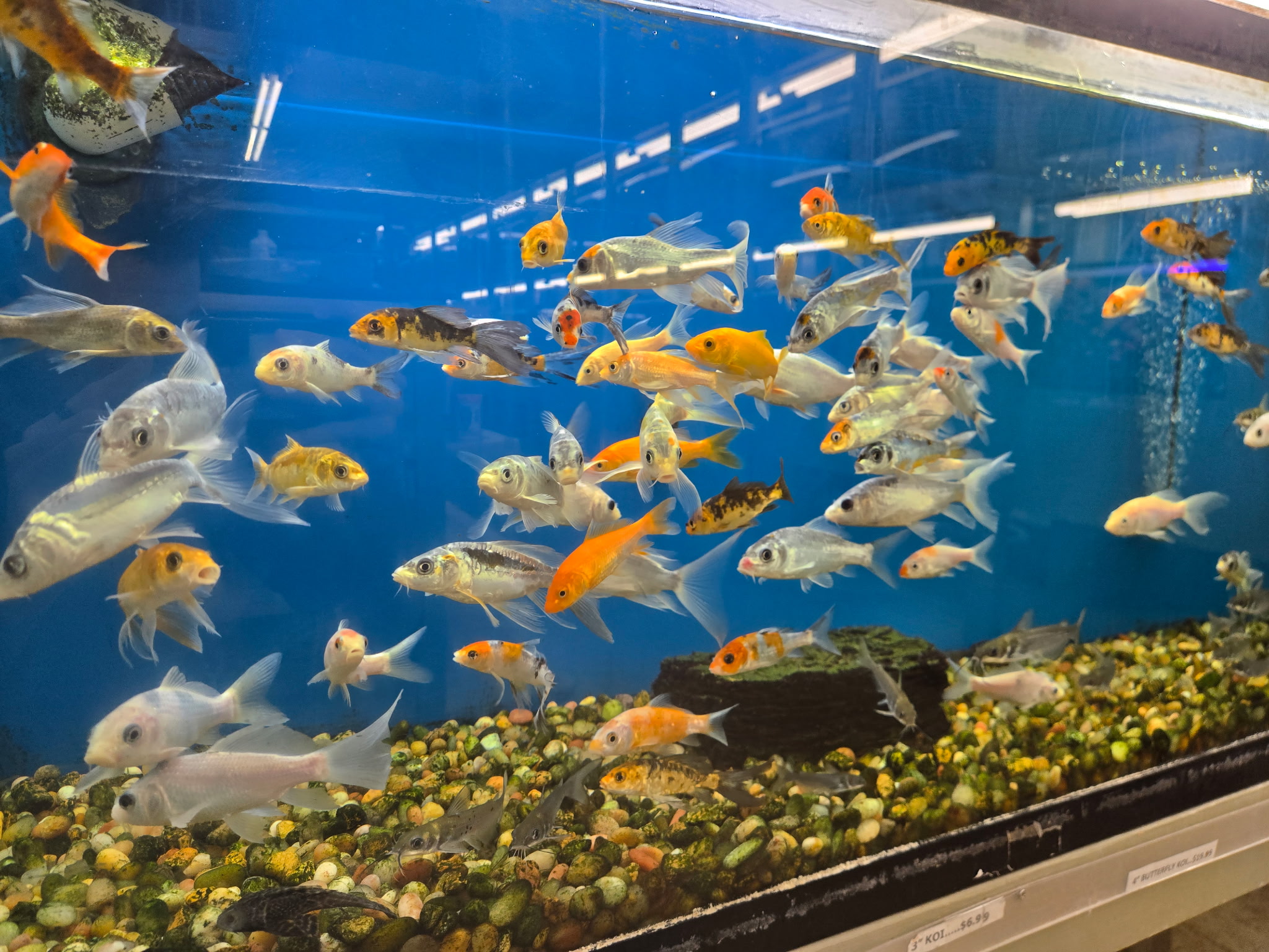 Colorful fish swimming in an aquarium at Fishland
