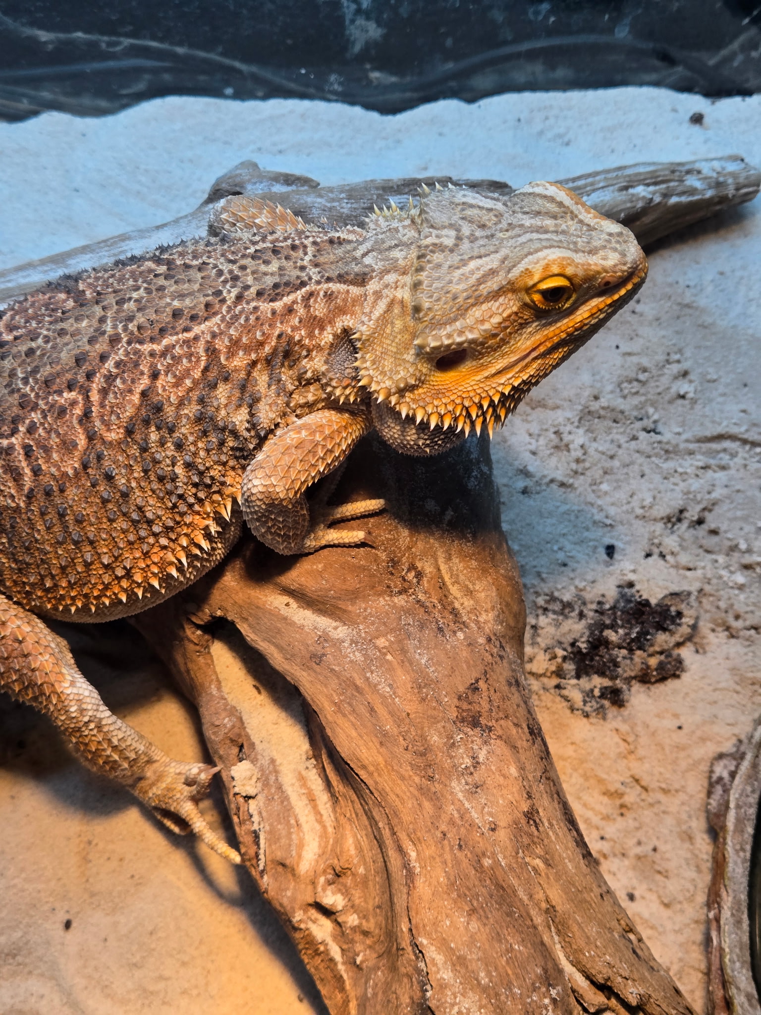 Bearded dragon photographed for the Fishland project